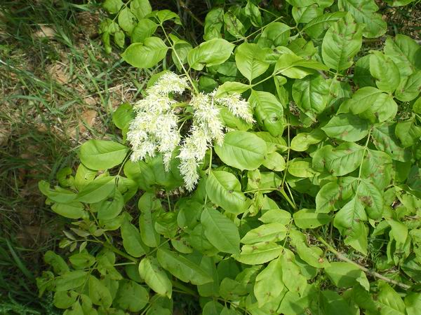 Orniello? si, Fraxinus ornus